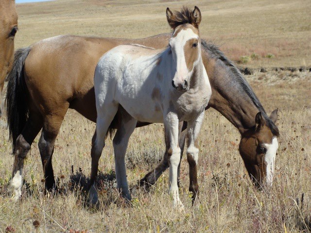 Losino Horses